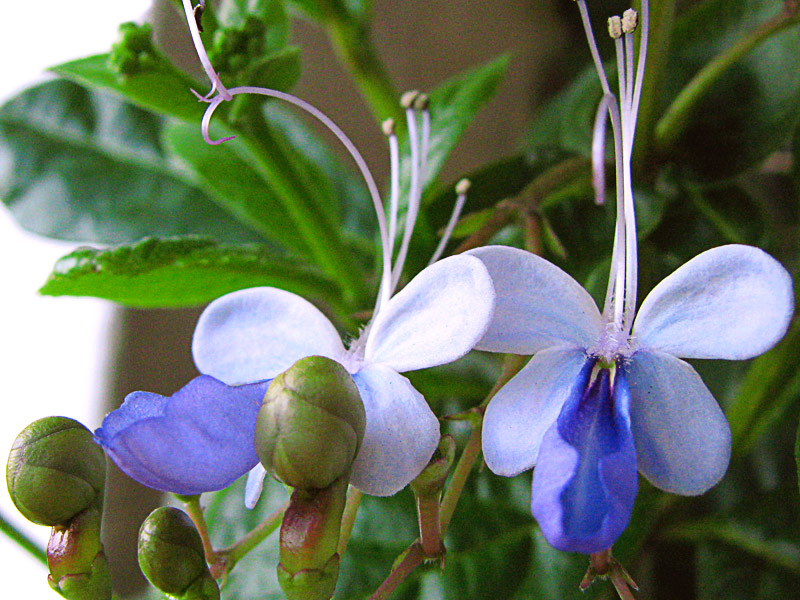 Clerodendron-ugandense-01