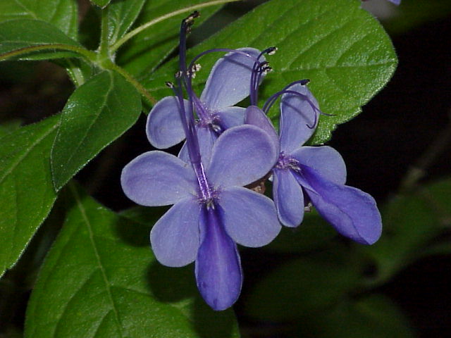 Clerodendron_ugandense0