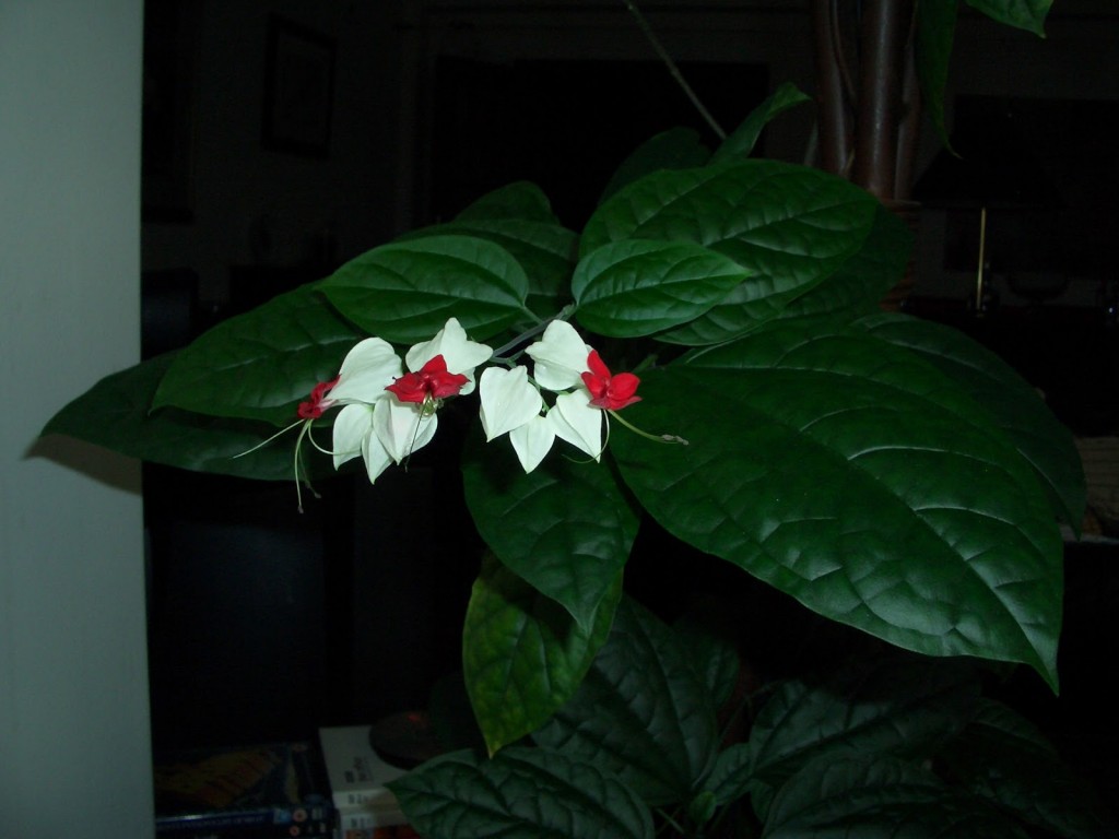 Clerodendrum 12