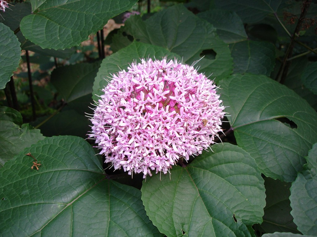 Clerodendrum 