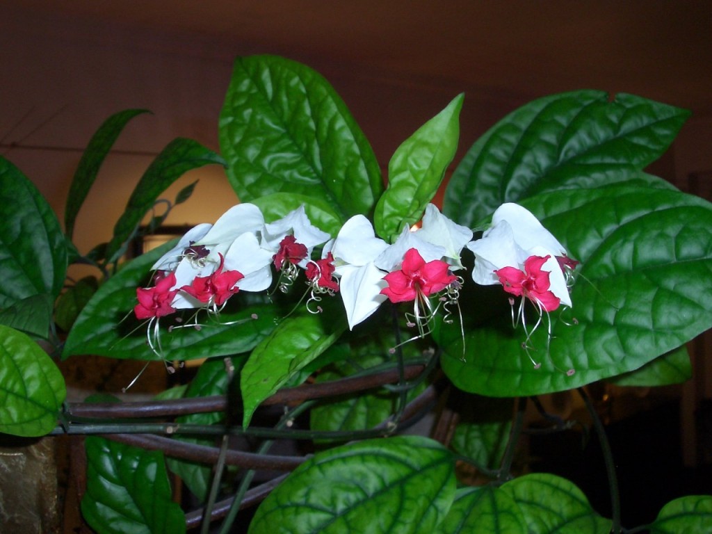 Clerodendrum 