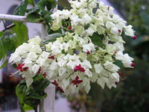 Clerodendrum Thomsoniae