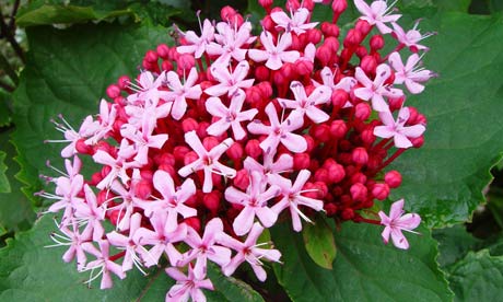 Clerodendrum-bungei--006