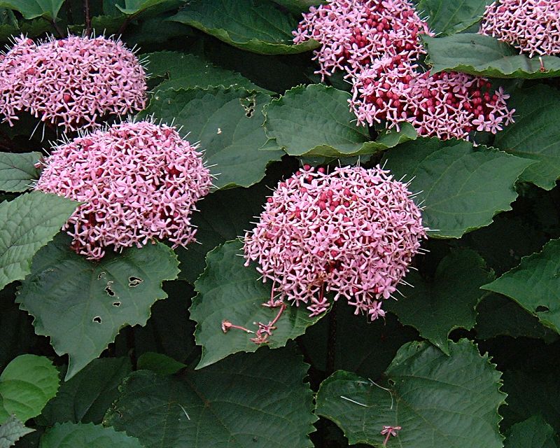 Clerodendrum bungei