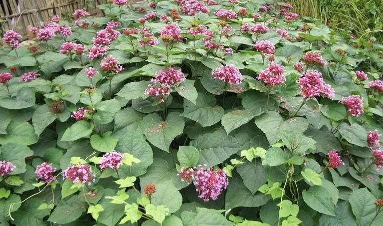 Clerodendrum bungei