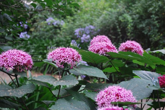 Clerodendrum-bungei