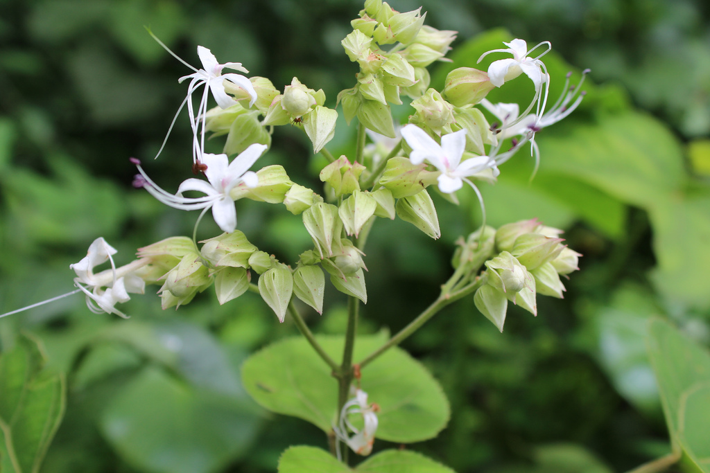 Clerodendrum infortunatum_1