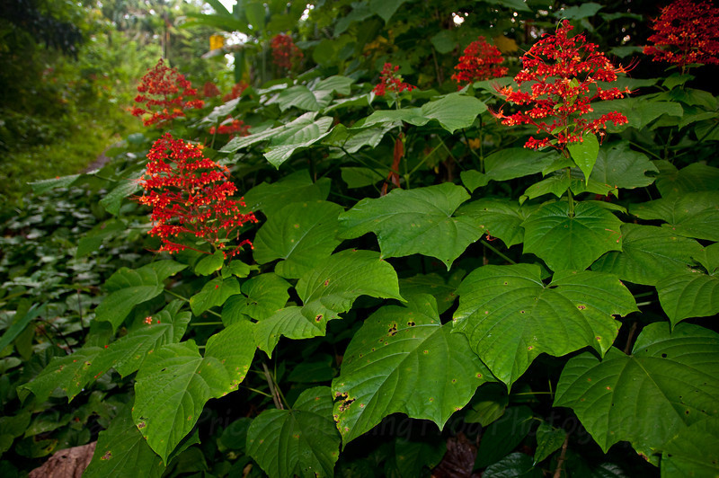 Clerodendrum paniculatum 001