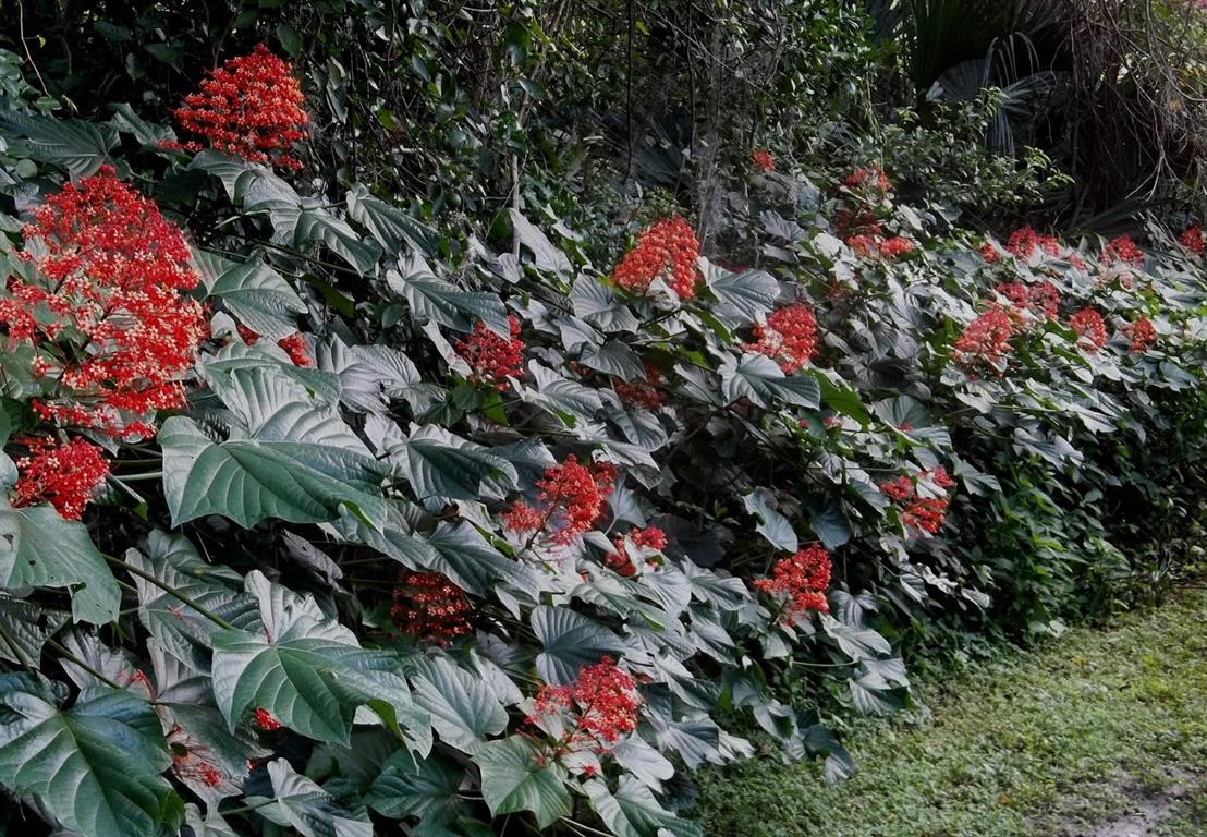 Clerodendrum paniculatum-1