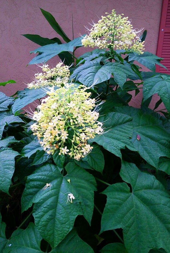 Clerodendrum paniculatum alba