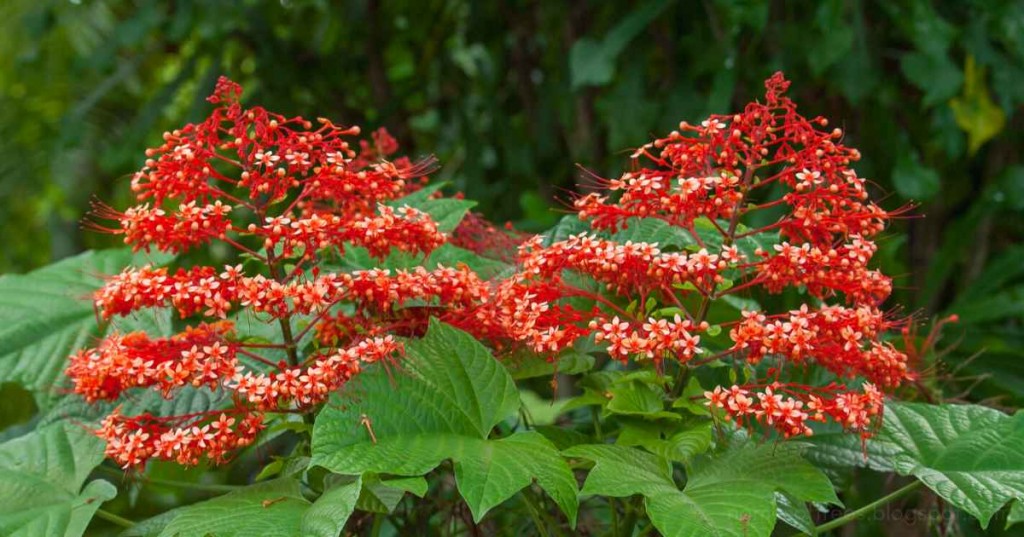 Clerodendrum-paniculatum