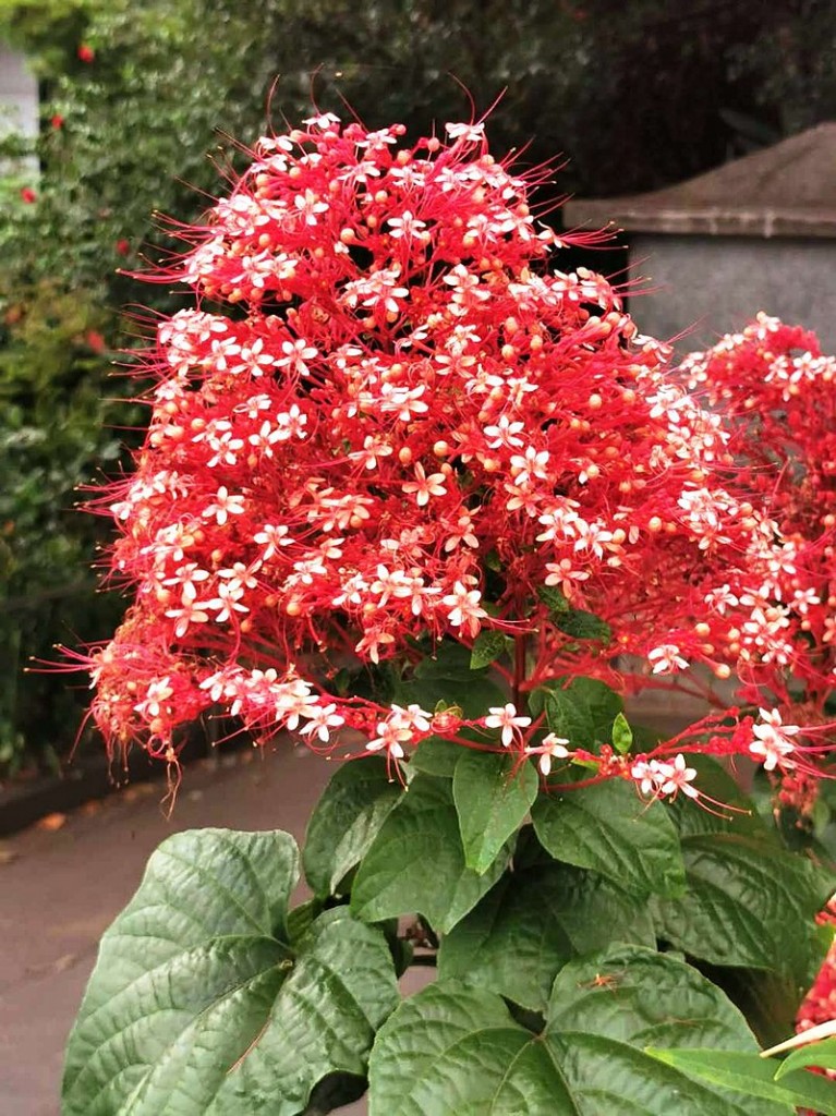 Clerodendrum paniculatum5