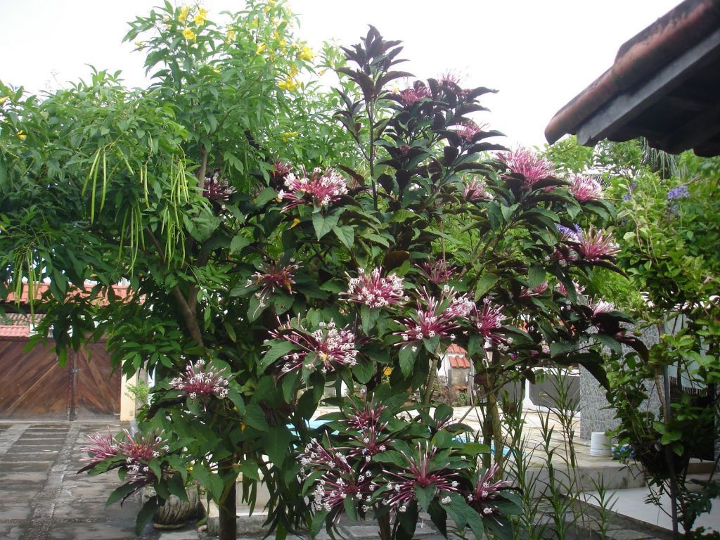 Clerodendrum quadriloculare