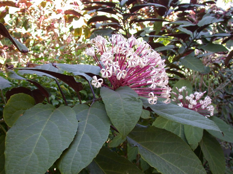 Clerodendrum quadriloculare_3