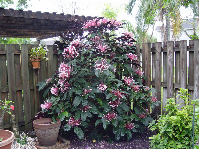 Clerodendrum quadriloculare_7