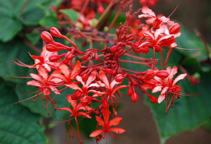 Clerodendrum speciosissimum