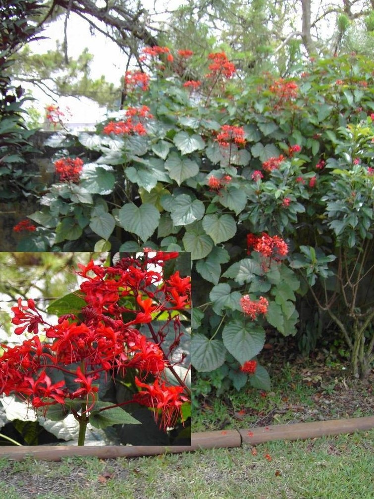 Clerodendrum speciosissimum_5