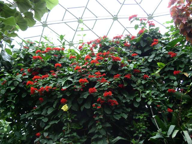 Clerodendrum splendens