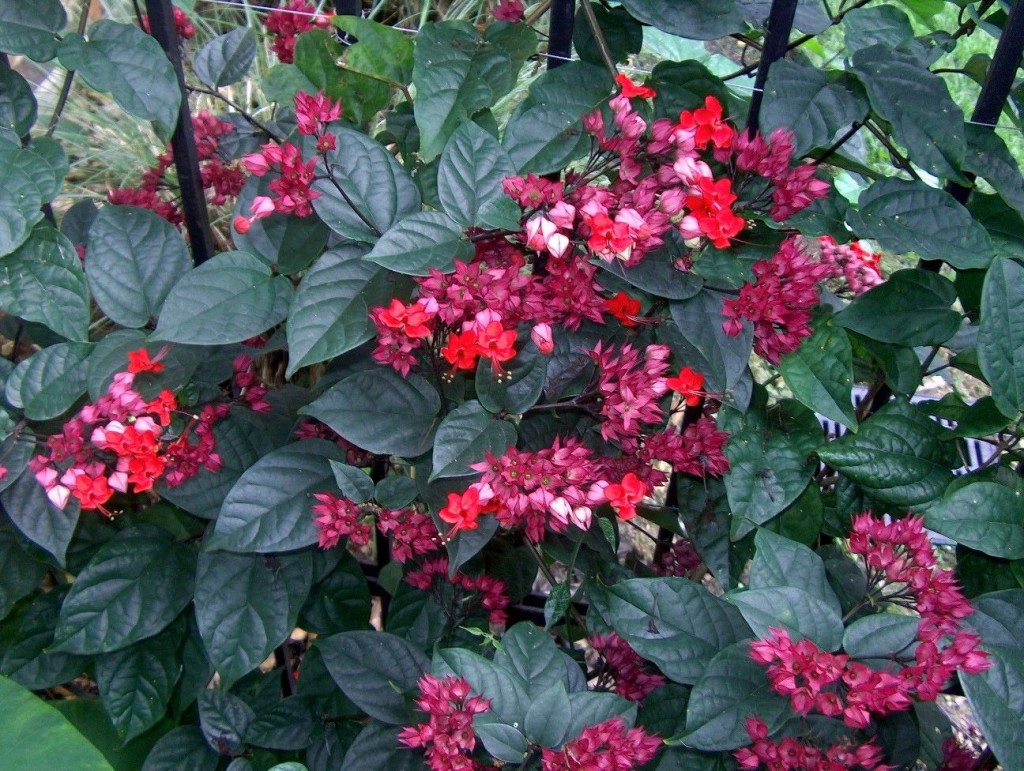 Clerodendrum splendens