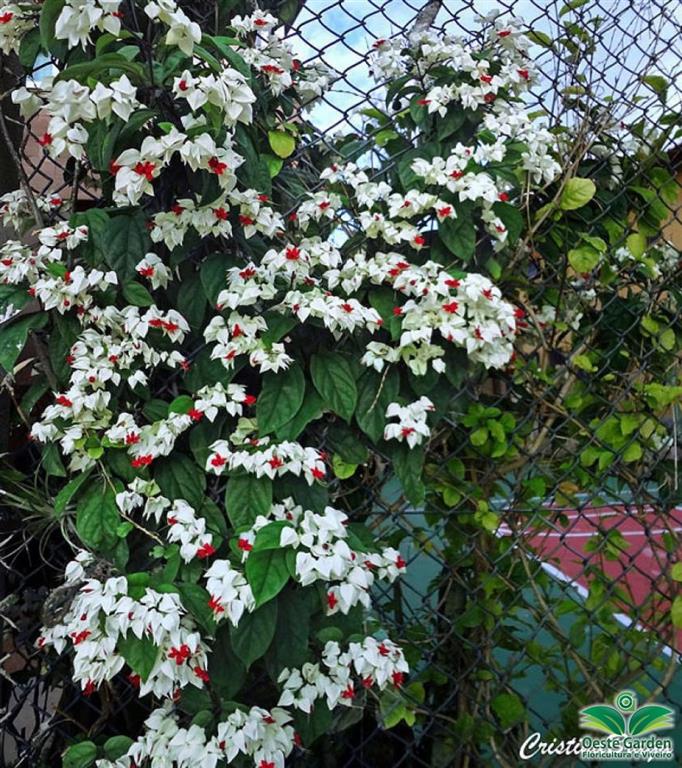 Clerodendrum thomsonae 