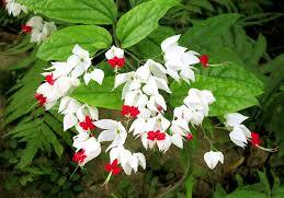 Clerodendrum thomsonae