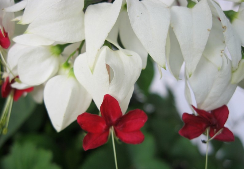 Clerodendrum thomsonae