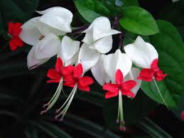 Clerodendrum thomsonae1