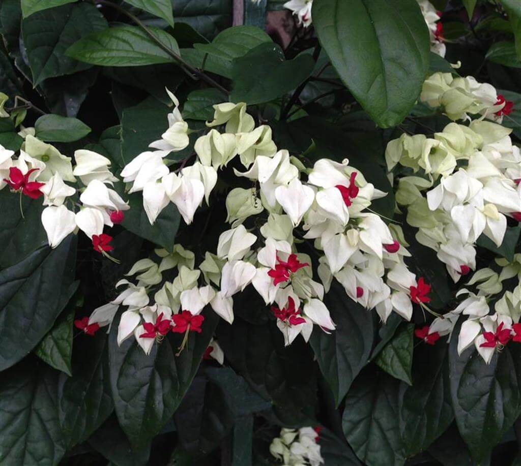 Clerodendrum thomsonae