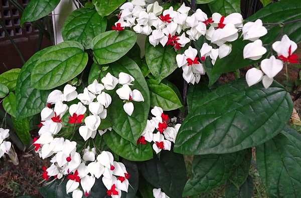 Clerodendrum thomsonae