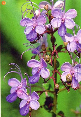 Clerodendrum ugandense (2)