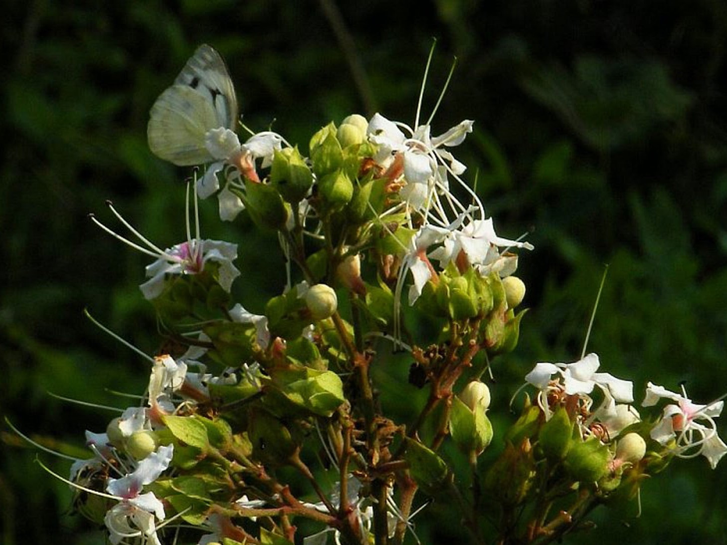 Clerodendruminfortunatum 