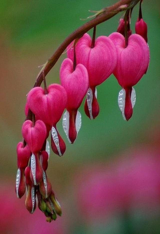 Clerodendrum x speciosum_