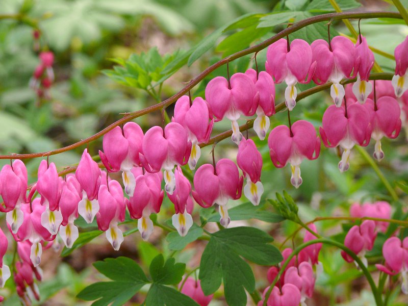 Clerodendrum x speciosum_6