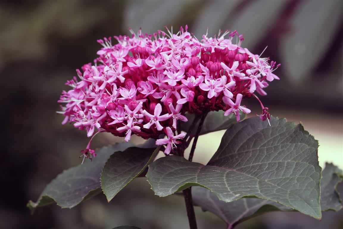 Clerodendrum_bungei_