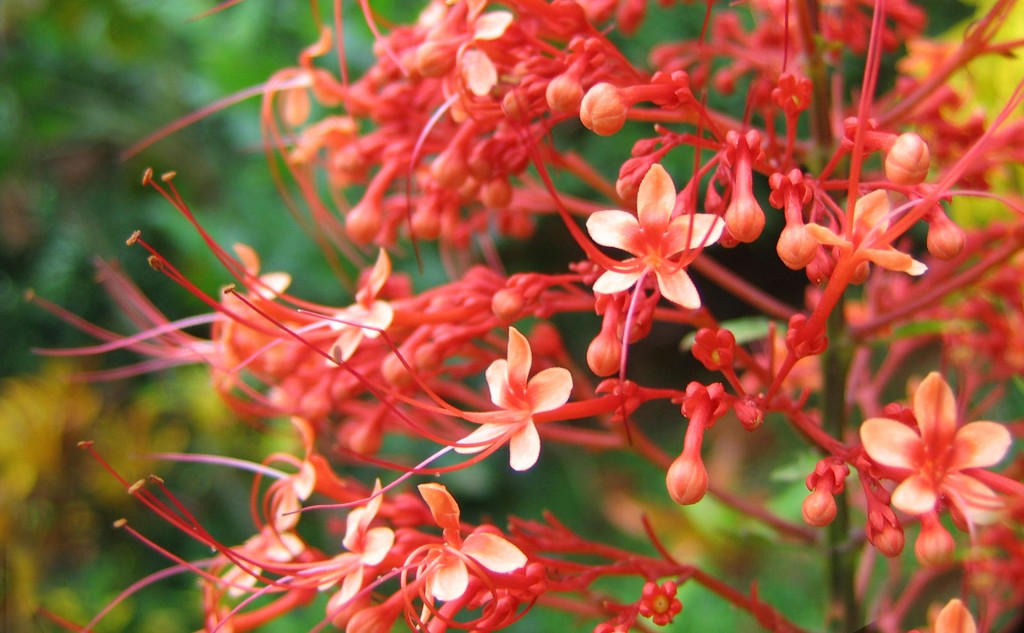 Clerodendrum_paniculatum