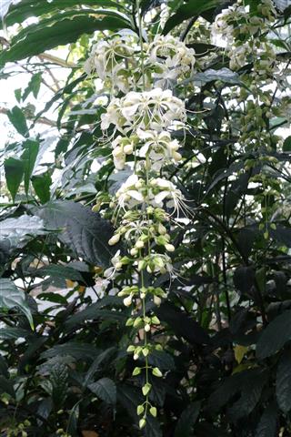 (Clerodendrum_wallichii) 