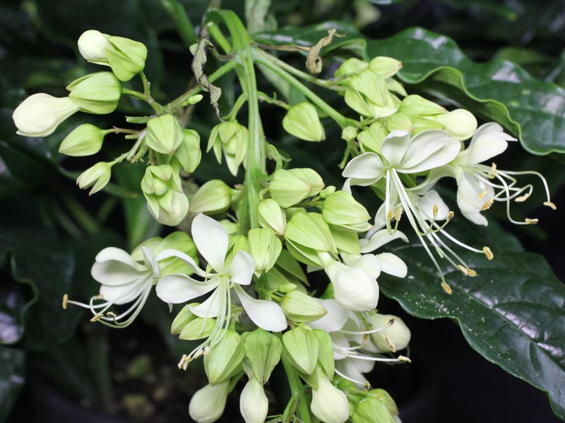 Clerodendrumwallichii