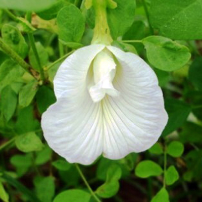 Clitoria ternatea L. branca