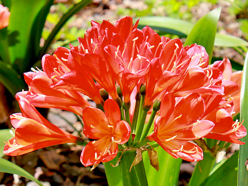 Clivia-miniata-04