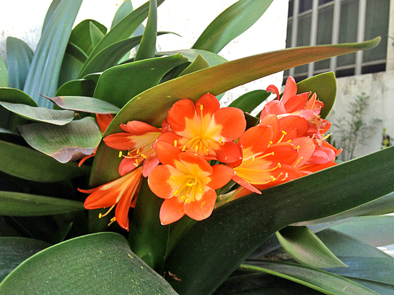 Clivia-miniata-07