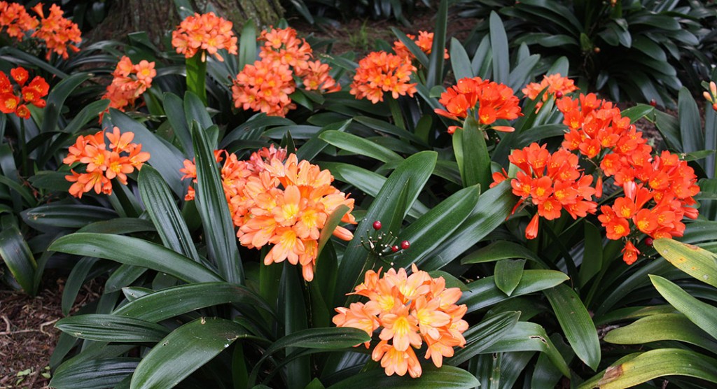 Clivia-miniata