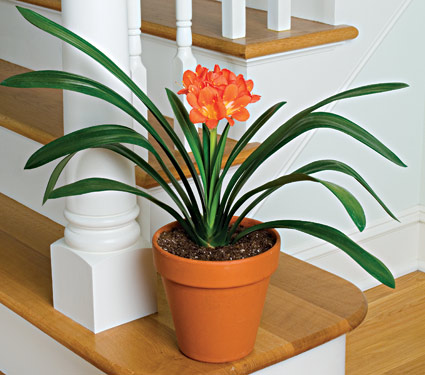 Clivia-miniata01