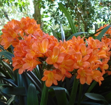 Clivia-miniata