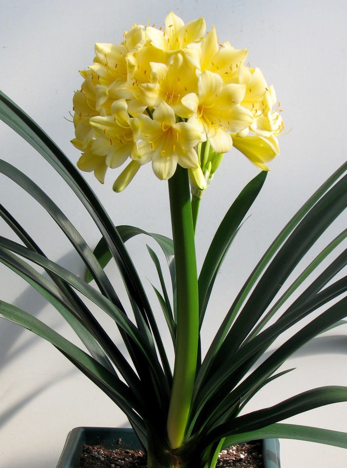 Clivia3