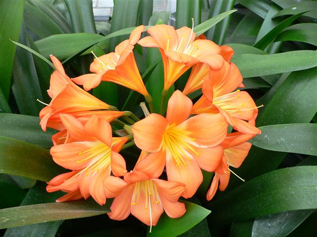 Clivia_miniata1 