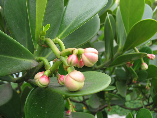 Clusia fluminensis33