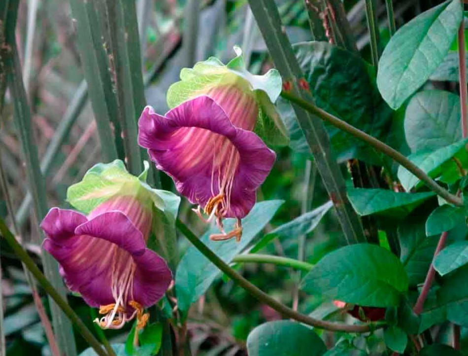 Cobaea-Scandens-8