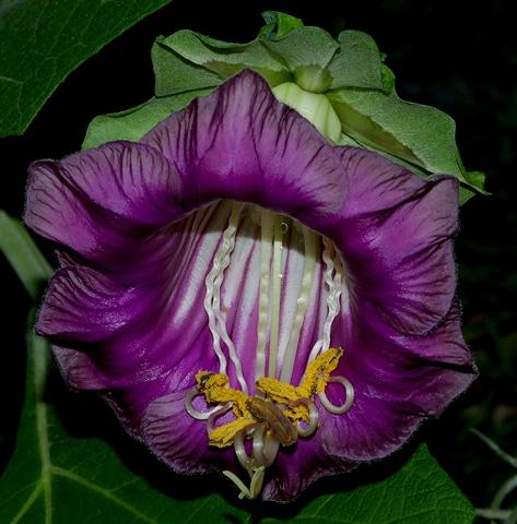 Cobaea scandens-1 (Small)