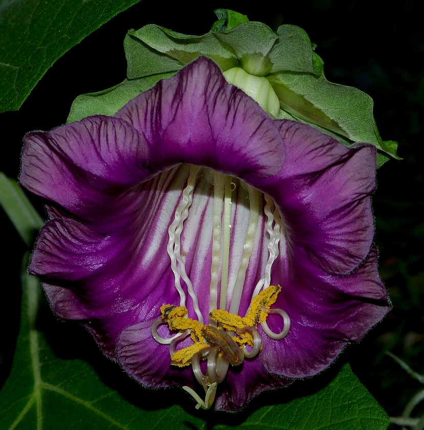 Cobaea scandens-1