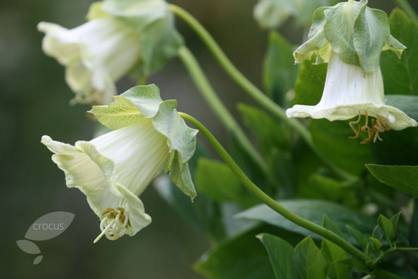 Cobaea scandens white